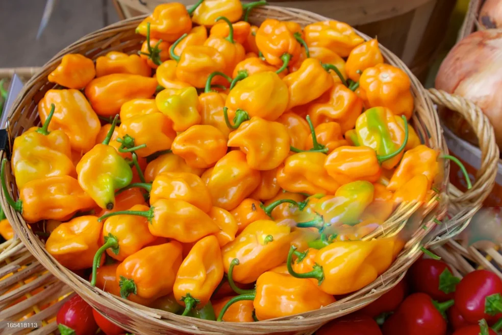 habanero pepper oral health, natural remedy for gum disease, herbs for inflamed gums