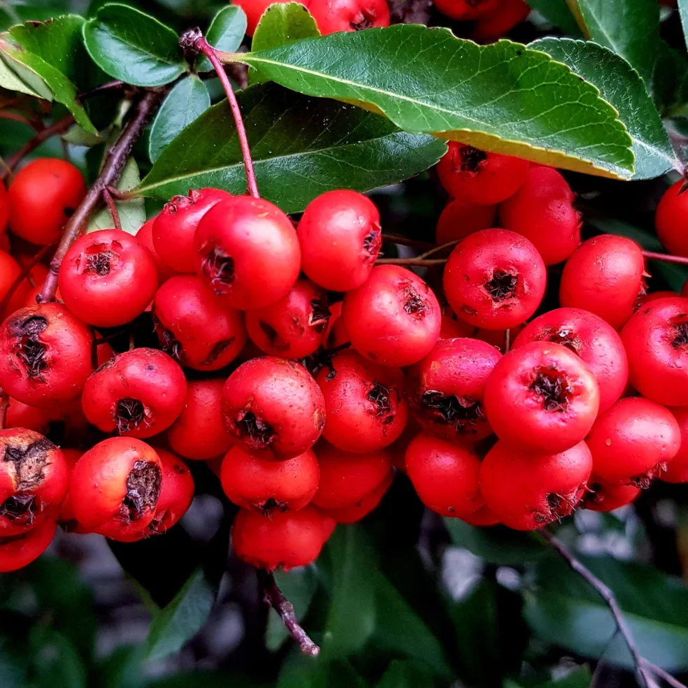 deep tissue massage oil, wintergreen oil for pain, sore muscle remedy