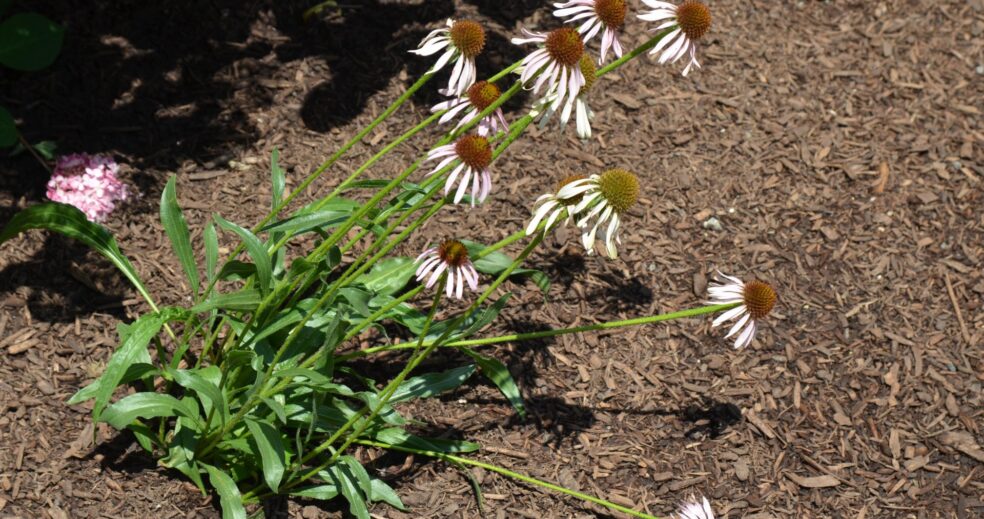 natural remedy for sore throat, echinacea for colds, herbal antiviral