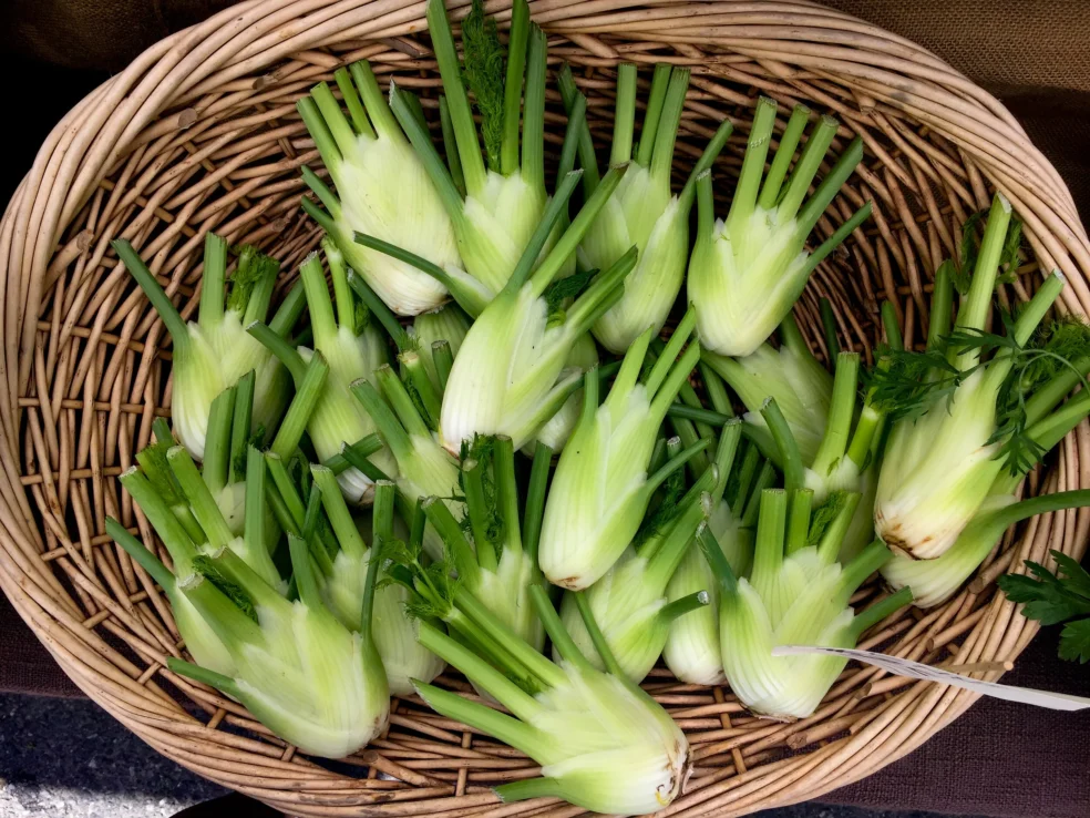 Fennel for allergies relief, Eyebright for eye irritation, Herbal remedies for seasonal allergies
