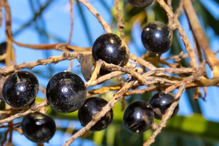 saw palmetto vs finasteride, natural alternatives for prostate, saw palmetto comparison