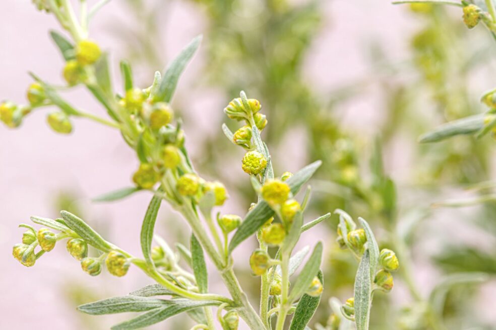 wormwood digestion, herbs for gut health, bitter herbs benefits
