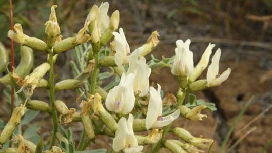 astragalus traditional use, astragalus history, immune system herbs