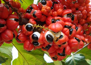 guarana for men, guarana vitality, natural stamina herbs
