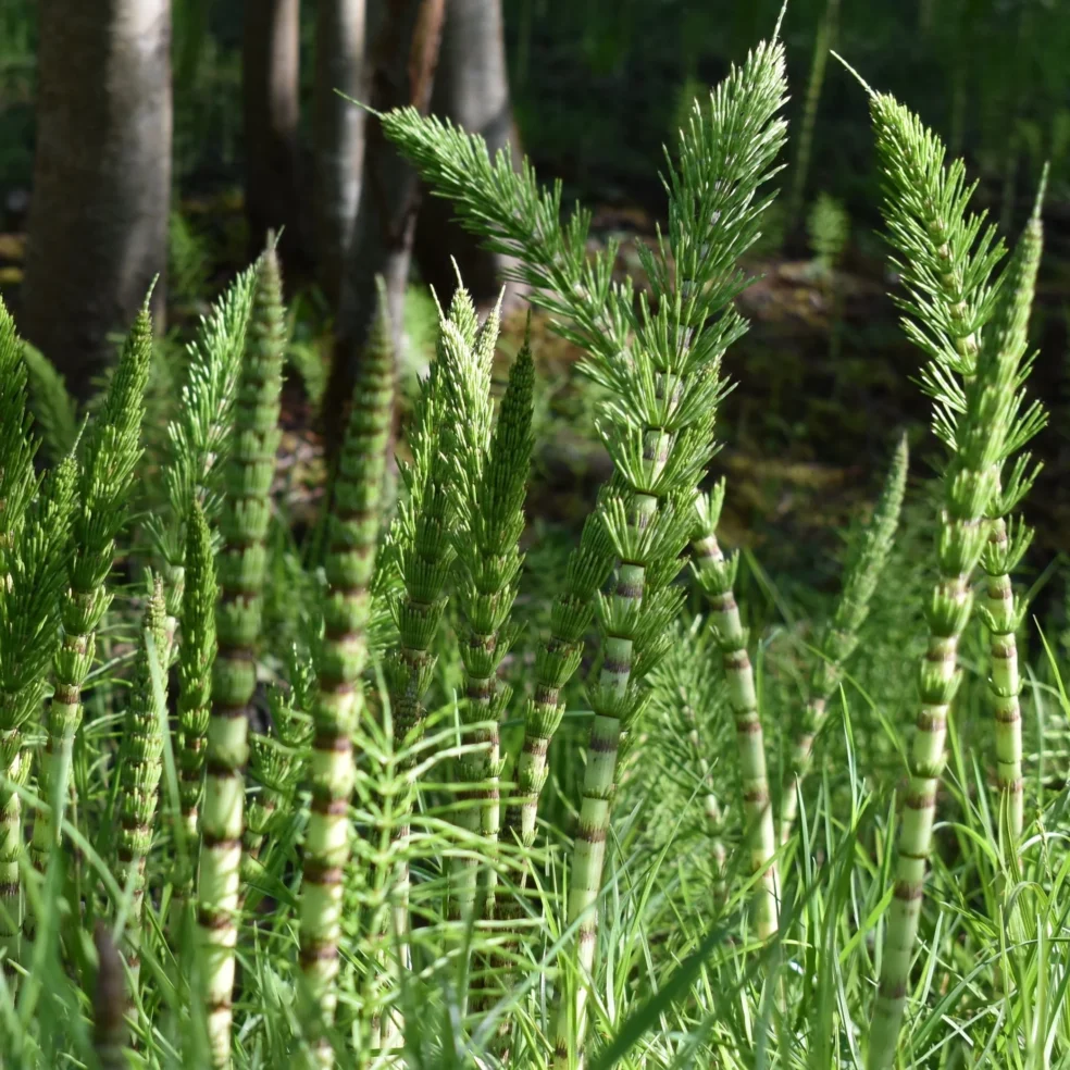 horsetail benefits for hair, herbs for nail strength, natural silica for hair growth