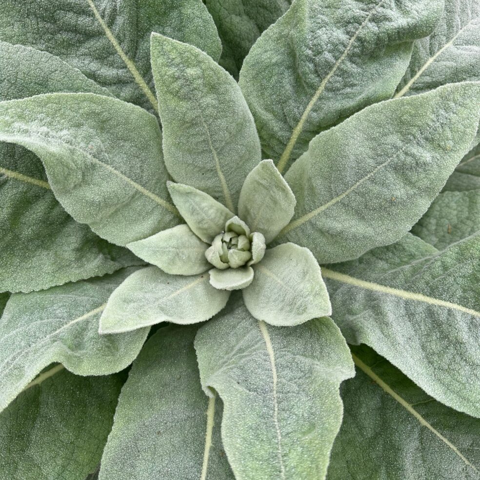 mullein tea benefits, mullein uses, mullein for healthy eyes