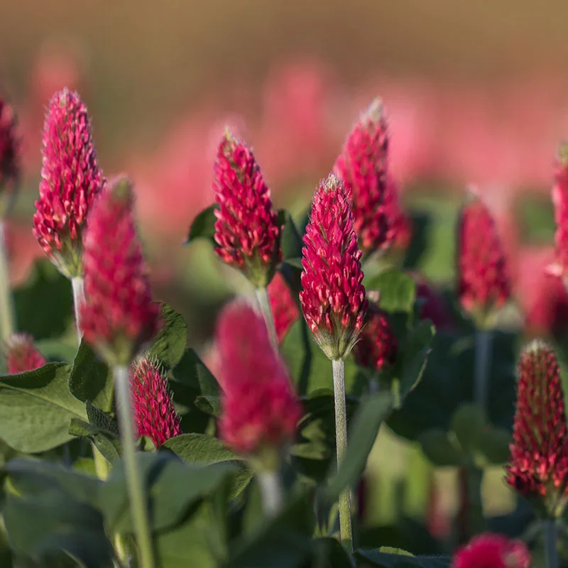 red clover cardiovascular support, natural circulation herbs, herbs for healthy blood flow