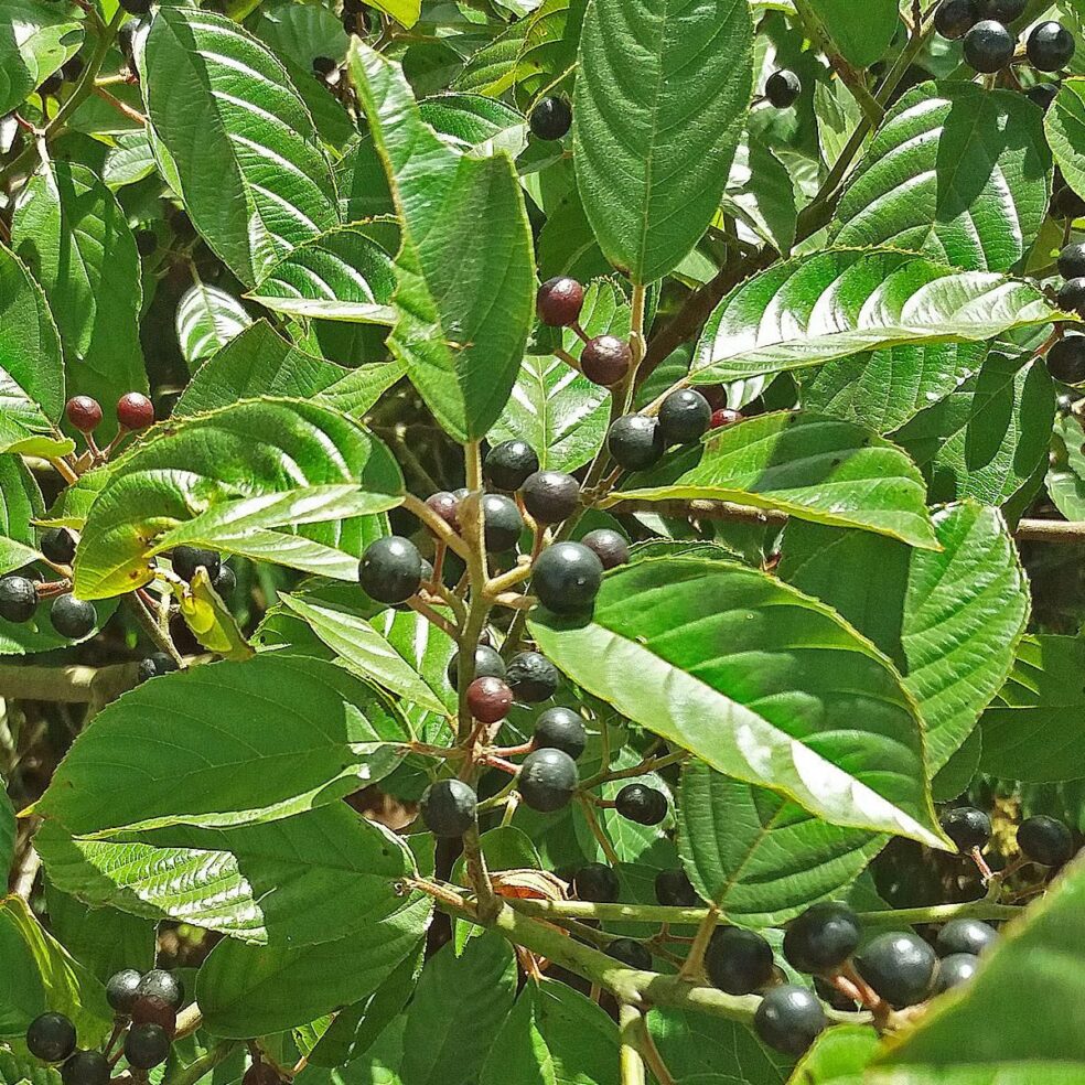 cascara sagrada benefits, natural colon cleanse, herbal laxative