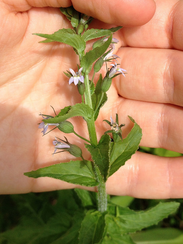 lobelia respiratory benefits, natural breathing support, herbal bronchodilator