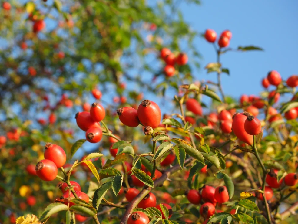 rose hips vitamin C content, natural vitamin C vs oranges, highest vitamin C fruits, immune boosting foods