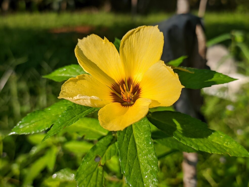 natural mood stabilizer, hormone-related depression, emotional balance herbs, PMS mood swings remedy, natural anxiety relief women