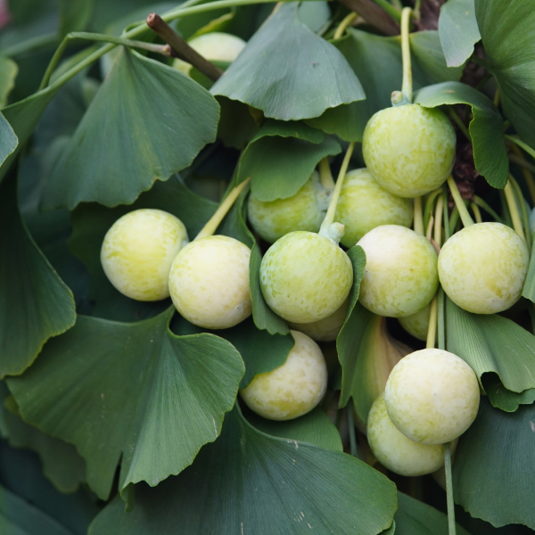 ginkgo biloba circulation, natural blood thinner alternatives, heart health herbs, improve cardiac function naturally, atherosclerosis natural treatment