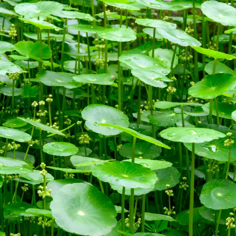 improve attention span naturally, natural remedies for brain fog, increase mental focus, concentration supplements natural