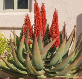 why fiber doesn't work for constipation, alternatives to fiber supplements, strong natural colon cleanser, when gentle laxatives fail, stubborn constipation solutions