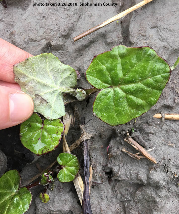 bronchitis natural treatment, clear lungs naturally, bronchial congestion remedies, how to heal bronchitis, lung cleansing herbs