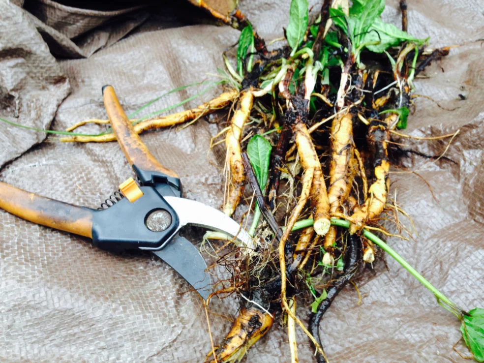 iron deficiency in women causes, heavy periods low iron, menstrual anaemia treatment, iron absorption problems women, increase iron levels naturally women