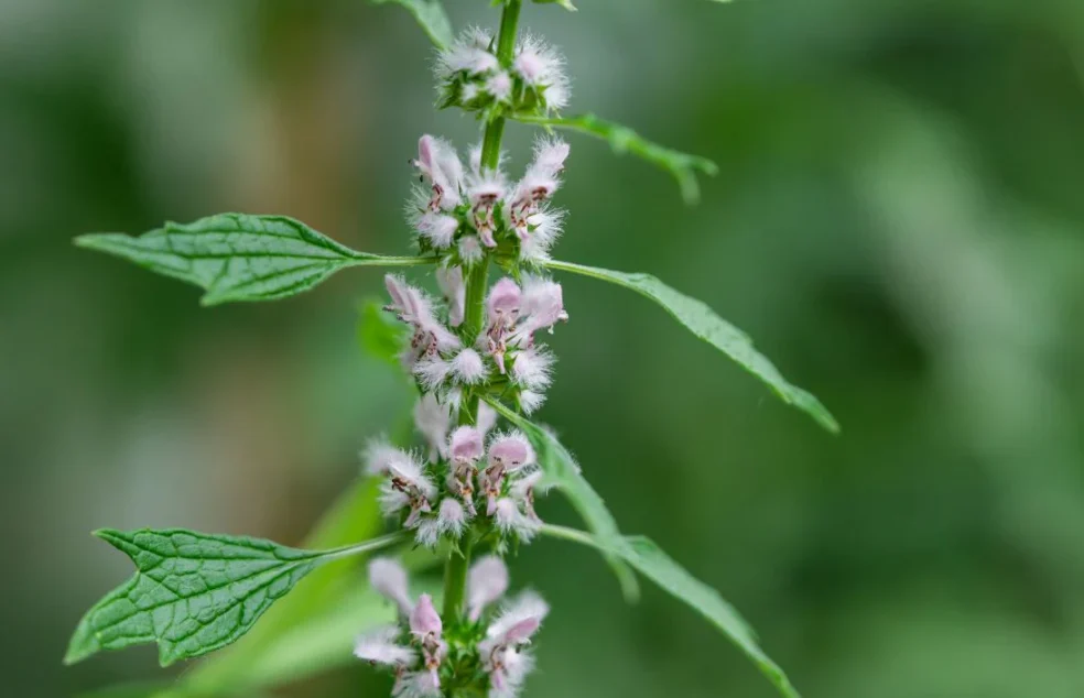 statin alternative natural, motherwort cardiotonic, heart muscle strengthening herbs, motherwort cardiac function, natural cholesterol heart support