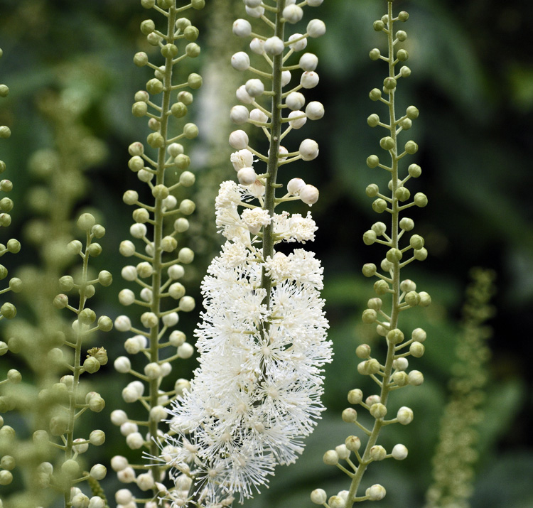 black cohosh muscle relaxant sleep, relieve muscle tension naturally sleep, black cohosh antispasmodic bedtime, natural remedy tense muscles insomnia, black cohosh physical tension relief