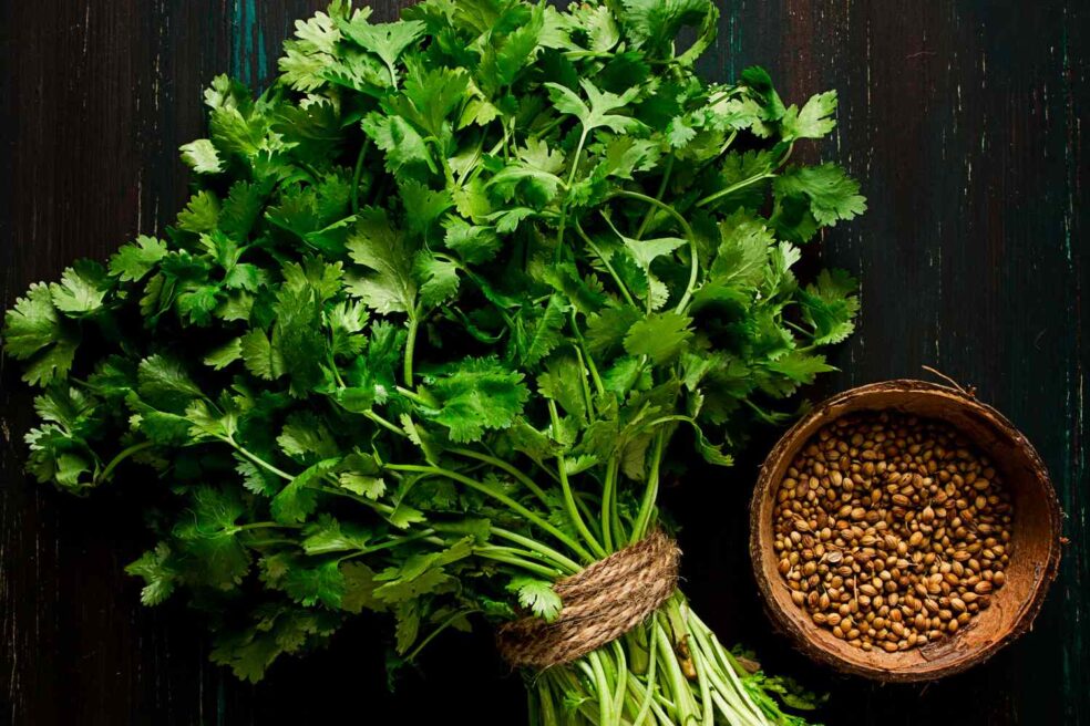coriander leaf anti ageing vitamin C, reduce wrinkles naturally collagen, coriander skin elasticity vitamin C, reverse premature ageing naturally, natural collagen boost coriander vitamin C