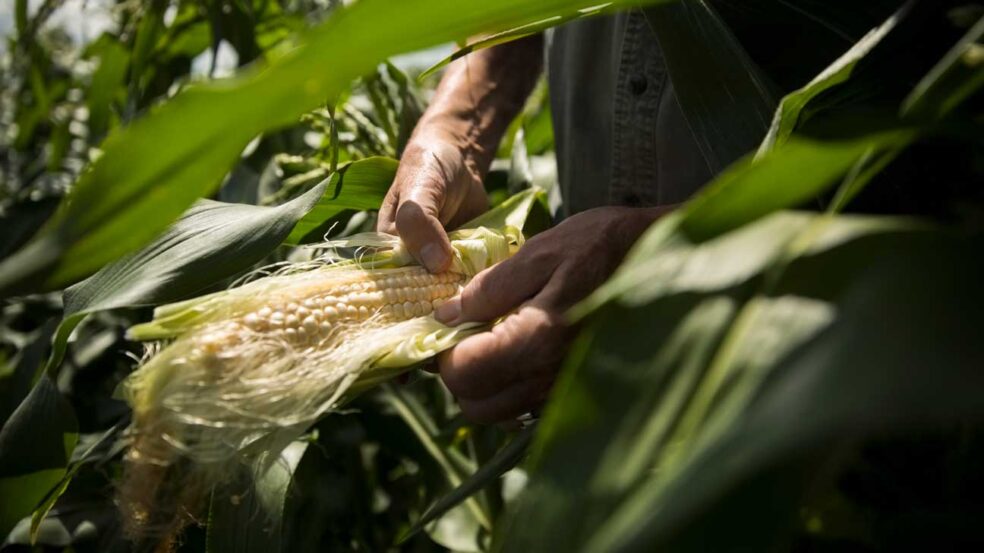 corn silk prostatitis burning urination relief, natural treatment prostate inflammation pain, corn silk soothe urinary tract naturally, prostate infection burning naturally treat, corn silk demulcent urinary healing