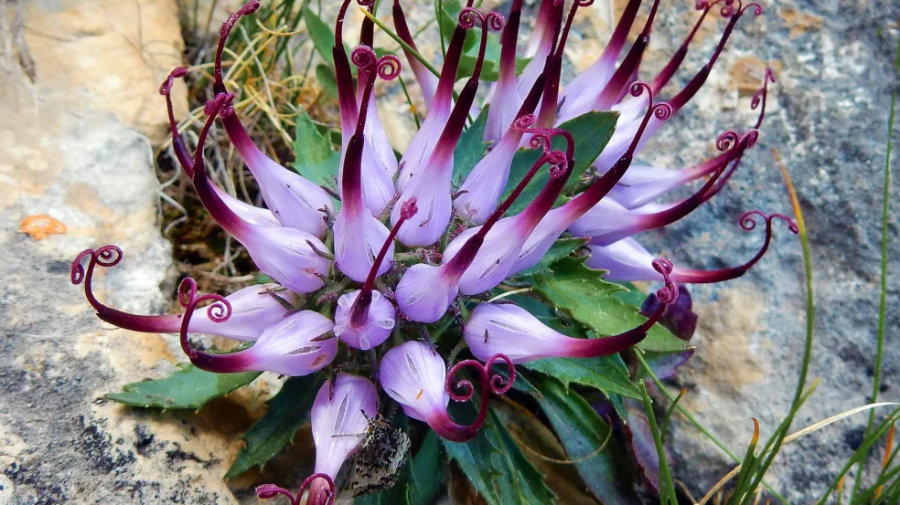 devil's claw hand arthritis finger pain relief, natural treatment arthritis hands wrists, devil's claw reduce joint swelling fingers, hand arthritis mobility naturally restore, devil's claw Heberden's nodes inflammation