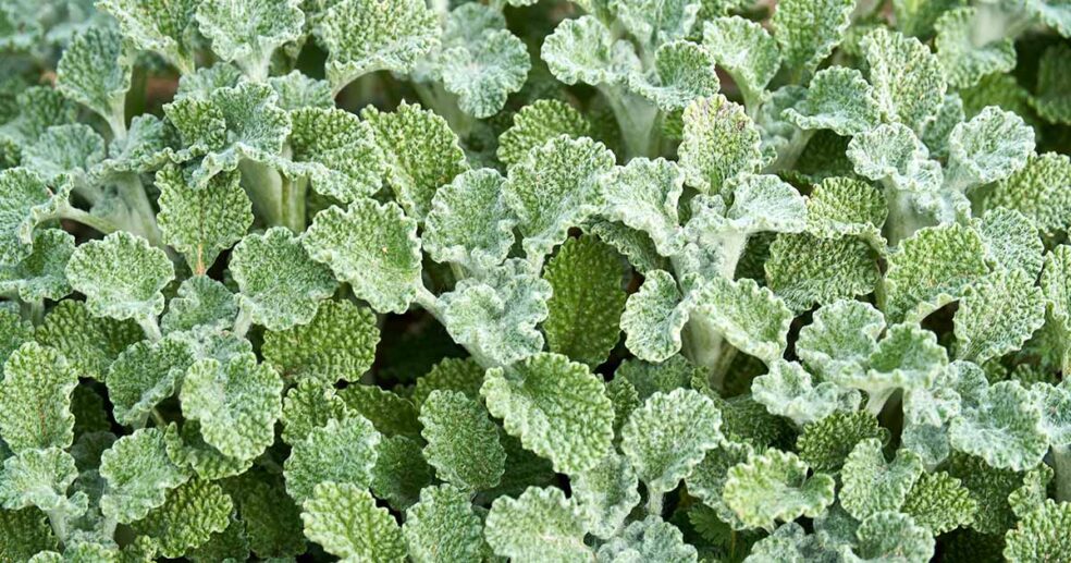 horehound leaf whooping cough natural treatment, pertussis herbal remedy, horehound antispasmodic benefits, reduce coughing fits naturally, calm respiratory spasms herbs