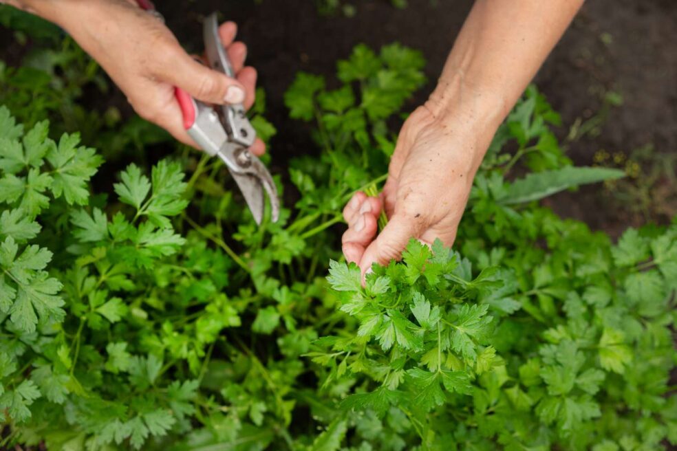 parsley kidney function improvement, lower creatinine naturally herbs, parsley renal support, improve kidney filtration naturally, herbs for kidney health