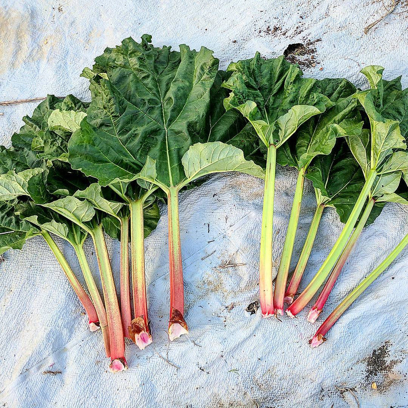 rhubarb root chemotherapy side effects support, natural immune protection during chemo radiation, rhubarb root counteract chemotherapy damage, rebuild immune system after cancer treatment, rhubarb root antioxidant protection chemo
