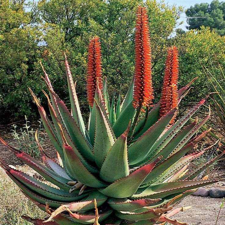 prevent bowel cancer naturally, cape aloe colon cancer prevention, reduce colorectal cancer risk, natural colon detox, bowel cancer screening alternatives