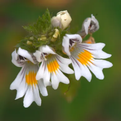 natural cataract remedies, eyebright for cataracts, reverse cataracts naturally, cataract prevention herbs, alternative to cataract surgery