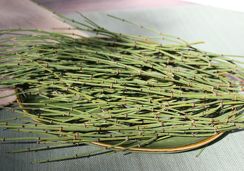 what is brigham tea, brigham tea benefits, brigham tea herb, brigham tea respiratory health, brigham tea ephedra benefits