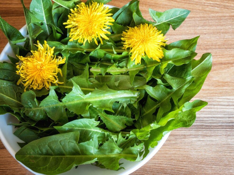 dandelion leaf fatigue, iron deficiency tiredness, natural iron herbs Australia, dandelion leaf energy, low iron fatigue remedy