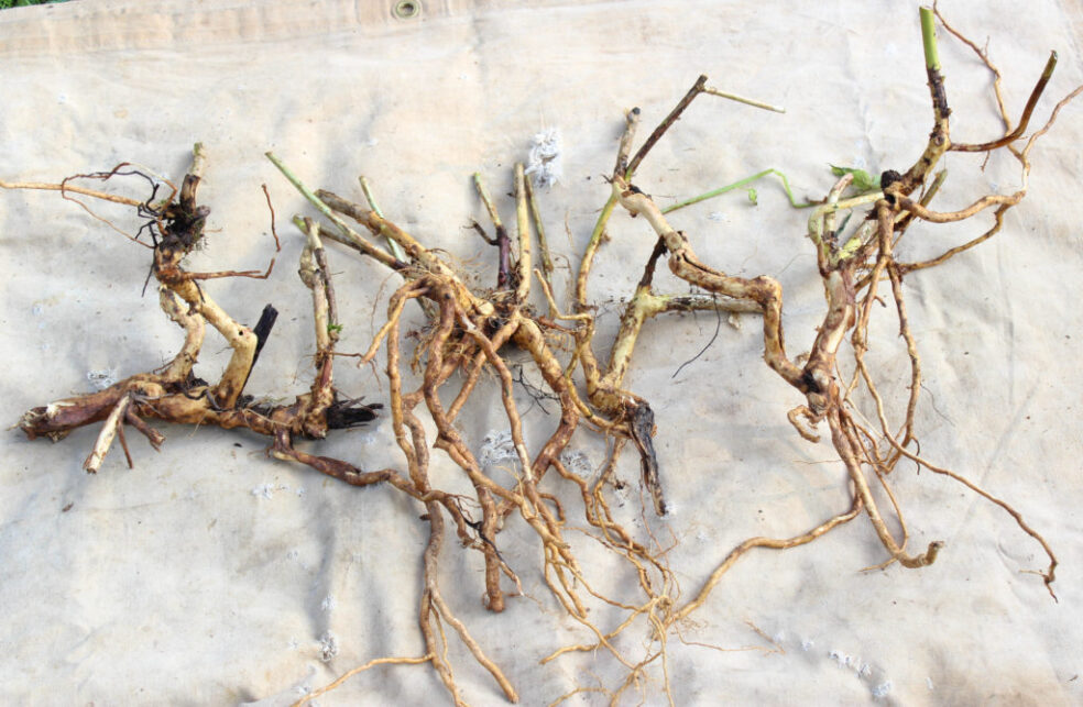 hydrangea root urinary tract, hydrangea root health benefits, urinary tract health herbs, hydrangea root diuretic, natural urinary tract remedy Australia