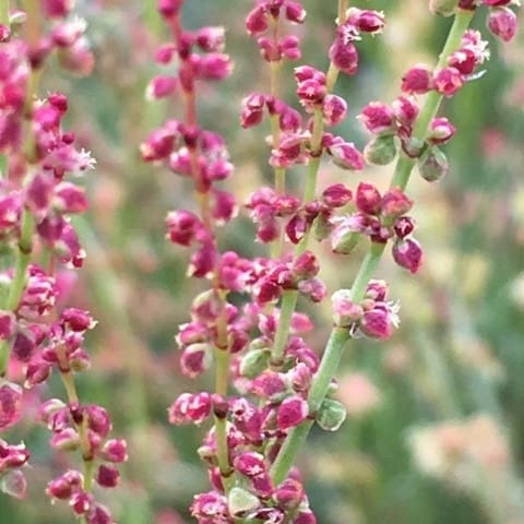 sheep sorrel detox, detoxifying herbs, blood purifying herbs, natural body detox, sheep sorrel herb benefits