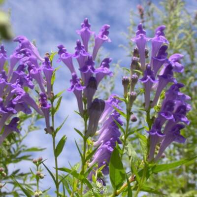 skullcap herb insomnia, natural herbal sleep remedies, herbs for better sleep, skullcap for relaxation, herbal insomnia remedies