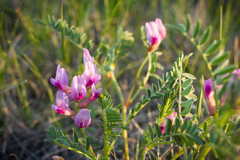 overactive immune system natural remedy, Astragalus autoimmune support, how to rebalance immune system naturally, herbs for autoimmune conditions, natural immune modulator