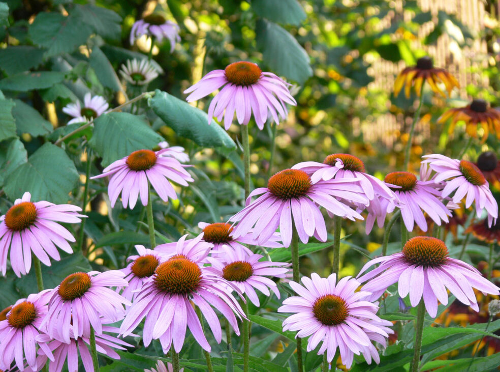 weak immune system causes, natural remedies for low immunity, echinacea for immune deficiency, boost immune system naturally herbs