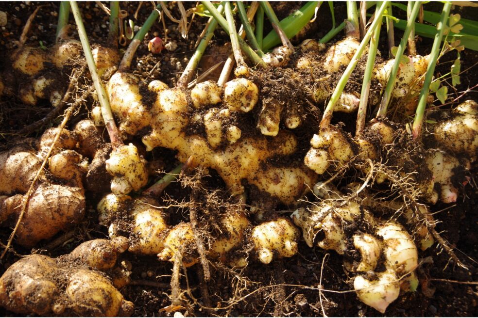 ginger root for inflammation, natural remedies for joint pain, anti-inflammatory herbs, ginger for arthritis pain relief