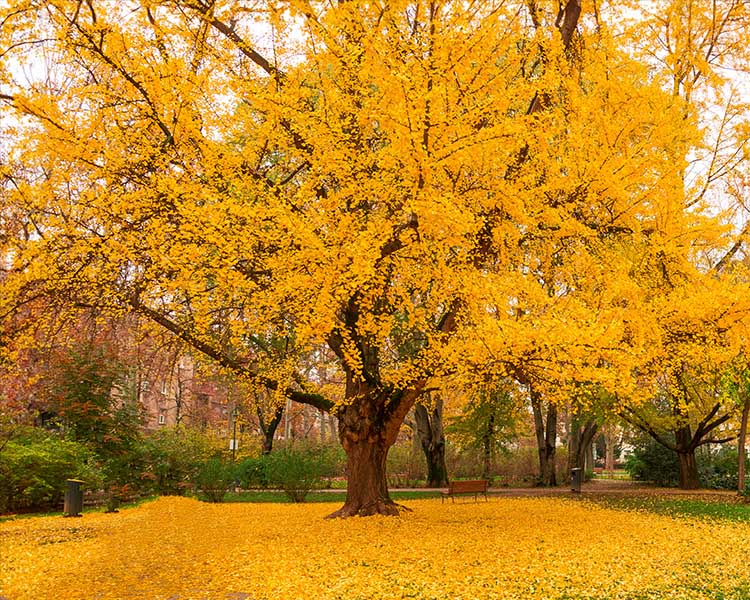 brain fog natural remedies, ginkgo biloba brain fog, improve mental clarity naturally, clear brain fog fast