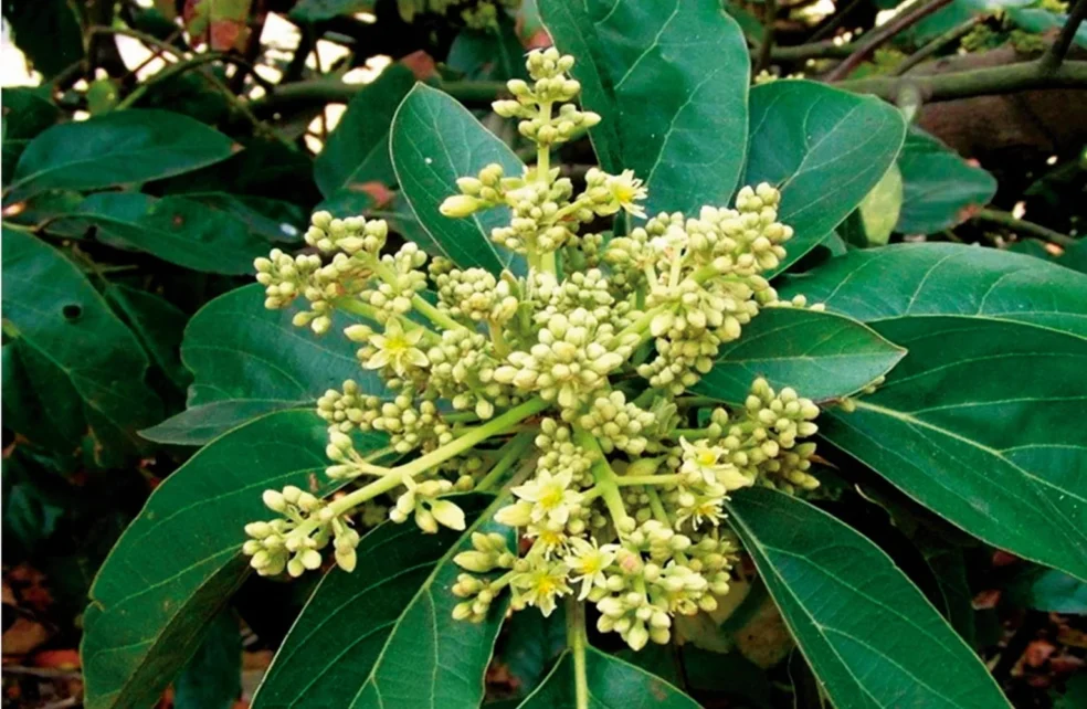 natural herbs for athletic performance, Muira Puama endurance benefits, herbal supplements for gym performance, natural testosterone boosters for athletes, herbs to increase stamina men