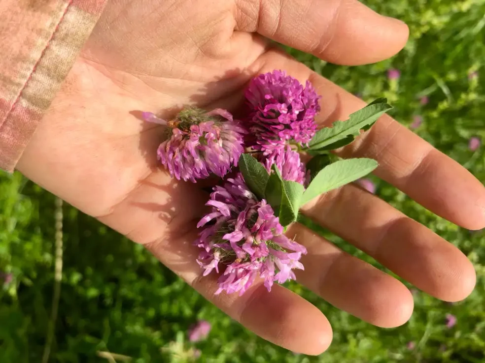 red clover blood pressure, herbs for high blood pressure, natural blood pressure remedies Australia