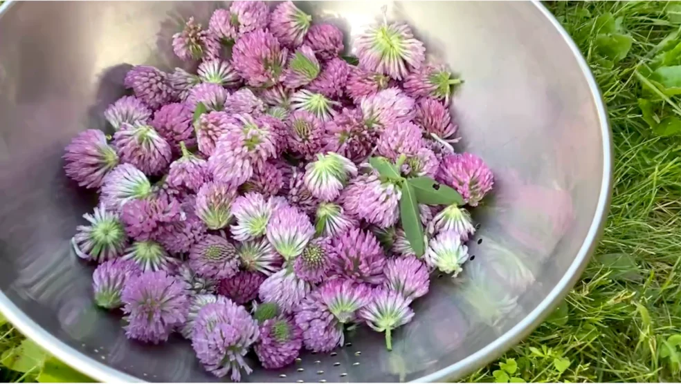 red clover blossoms heart health, natural herbs for cardiovascular health, heart protective herbs, herbal remedies for heart disease natural