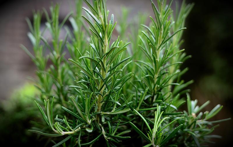 brain fog remedies, natural remedies for memory loss, rosemary cognitive function, why do I keep forgetting things