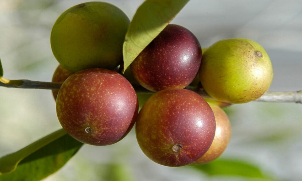 Camu Camu berry vitamin C benefits, highest vitamin C fruit natural, Camu Camu vs orange vitamin C, Camu Camu berry health benefits immune