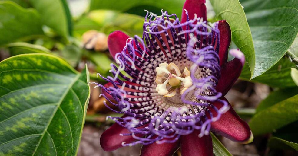 natural remedy for insomnia without medication, herbal sleep aid no side effects, Passionflower insomnia treatment natural, alternatives to sleeping pills natural herbs