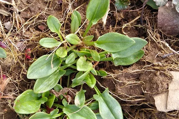 sheep sorrel nutritional benefits, vitamin-rich herbs, natural vitamin sources, wild edible plants, nutrient-dense weeds
