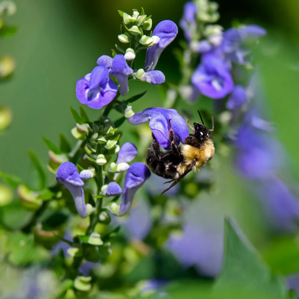 Skullcap herb anxiety epilepsy natural treatment, natural herb for nervous spasms anxiety, Skullcap epilepsy herbal remedy, herbal treatment anxiety nervous disorders natural