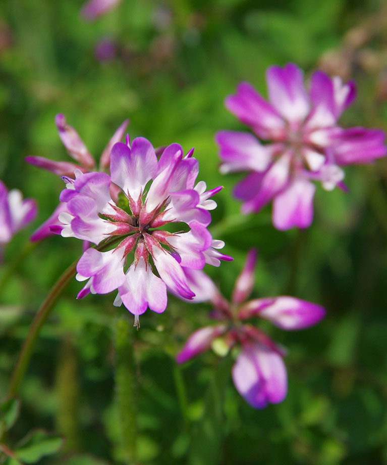 astragalus cancer support, chemotherapy natural support, immune system recovery, traditional Chinese medicine cancer, astragalus radiation therapy