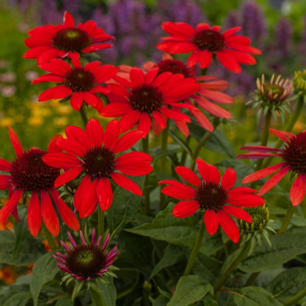 echinacea angustifolia vs purpurea, strongest echinacea species, narrow leaf echinacea, echinacea root benefits, best echinacea for immune