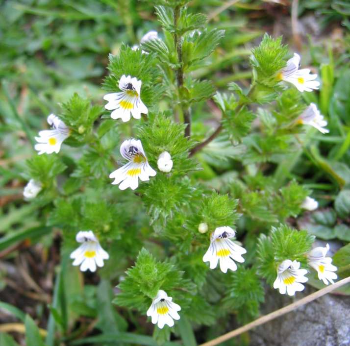 natural eye infection remedies, herbal eye drops alternatives, conjunctivitis natural treatment, eye inflammation remedies, natural vision support